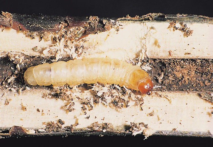 File:Synanthedon tipuliformis larva.jpg