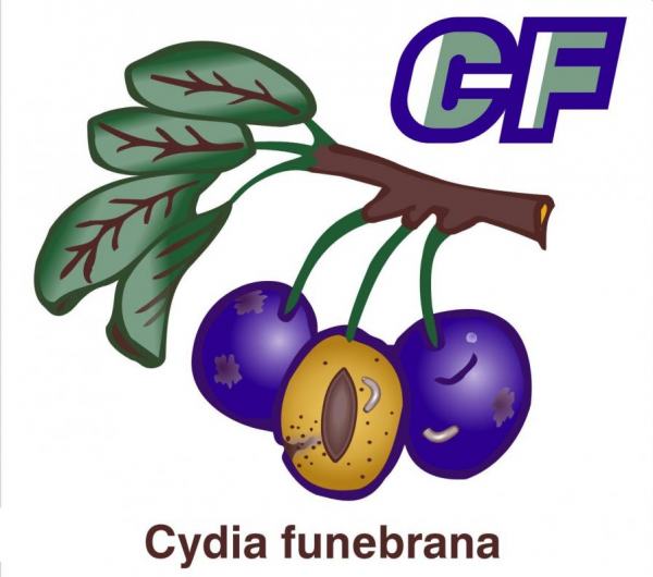DELTASTOP CF Pułapka na owocówkę śliwkóweczkę (Cydia funebrana)-5019