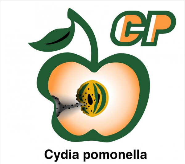 DELTASTOP CP Pułapka na owocówkę jabłkóweczkę (Cydia pomonella)-5034